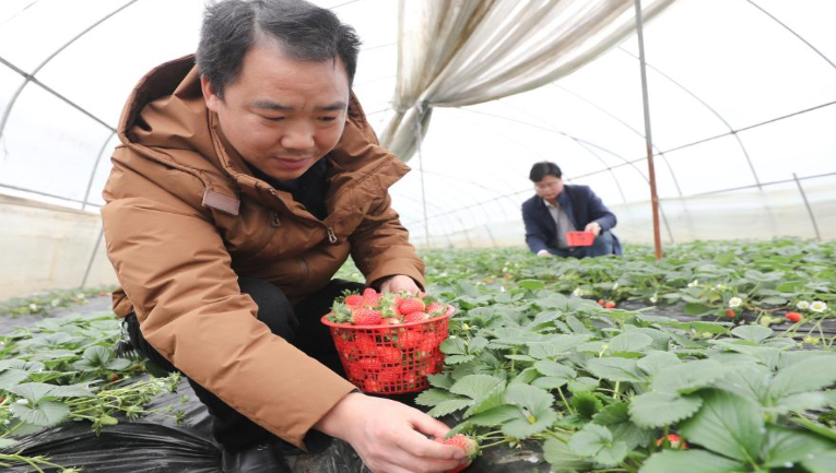 贵州玉屏：草莓丰收