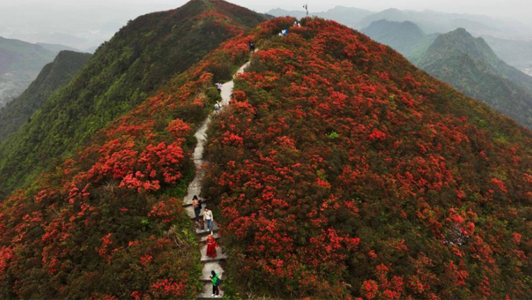 贵州丹寨龙泉山：杜鹃花海景致美